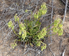 Cotyledon campanulata
