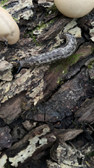 Philomycus carolinianus