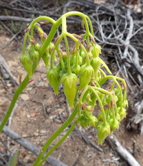 Cotyledon campanulata