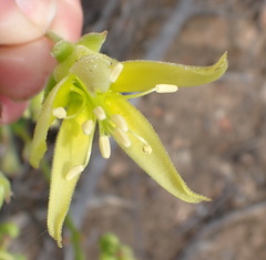 Cotyledon campanulata