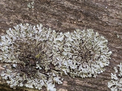 Phaeophyscia orbicularis