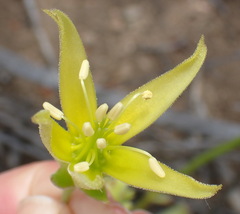 Cotyledon campanulata