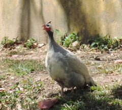 Numida meleagris domesticus