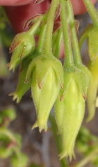 Cotyledon campanulata