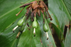 Alpinia arctiflora