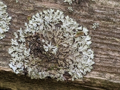 Phaeophyscia orbicularis