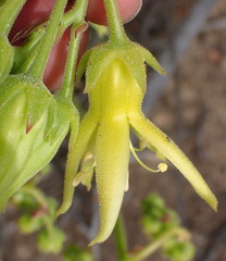 Cotyledon campanulata