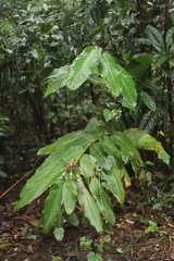 Alpinia arctiflora