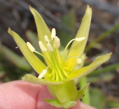 Cotyledon campanulata