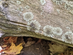 Phaeophyscia orbicularis