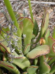 Cotyledon campanulata