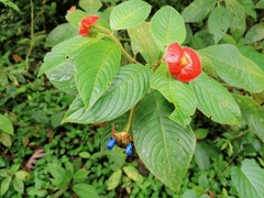 Palicourea tomentosa