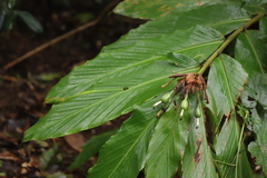 Alpinia arctiflora