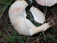 Leucoagaricus leucothites