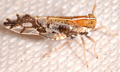 Liburniella ornata