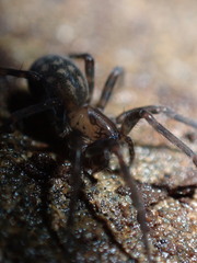 Amaurobiidae