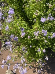 Conoclinium dissectum