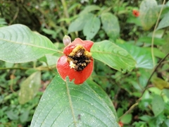 Palicourea tomentosa