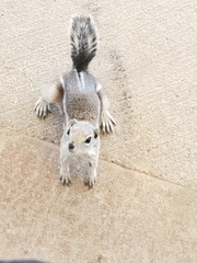 Ammospermophilus leucurus