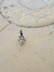 Ammospermophilus leucurus