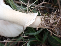 Leucoagaricus leucothites