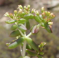 Crassula expansa