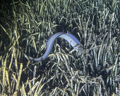 Conger conger