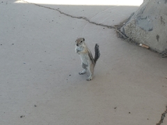 Ammospermophilus leucurus