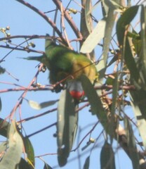 Glossopsitta concinna