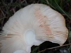 Leucoagaricus leucothites