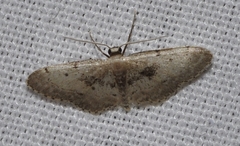 Idaea laevigata