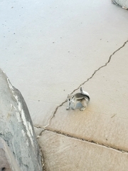 Ammospermophilus leucurus