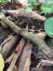 Oophaga pumilio