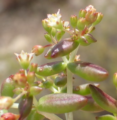 Crassula expansa