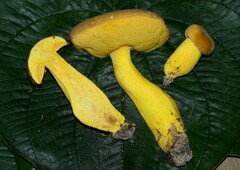 Boletus auripes