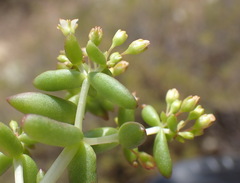 Crassula expansa