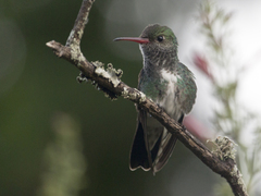 Chionomesa fimbriata