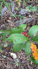 Aronia arbutifolia