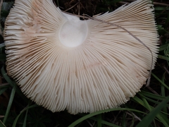 Leucoagaricus leucothites