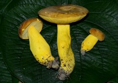 Boletus auripes