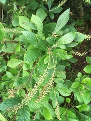 Clethra