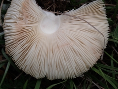 Leucoagaricus leucothites