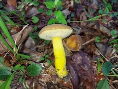 Boletus auripes