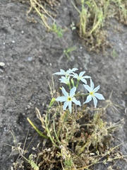 Leucocoryne ixioides