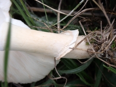 Leucoagaricus leucothites