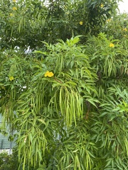 Tecoma stans