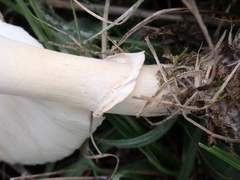 Leucoagaricus leucothites