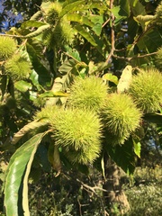 Castanea