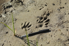 Procyon cancrivorus