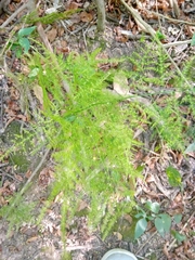 Asparagus setaceus